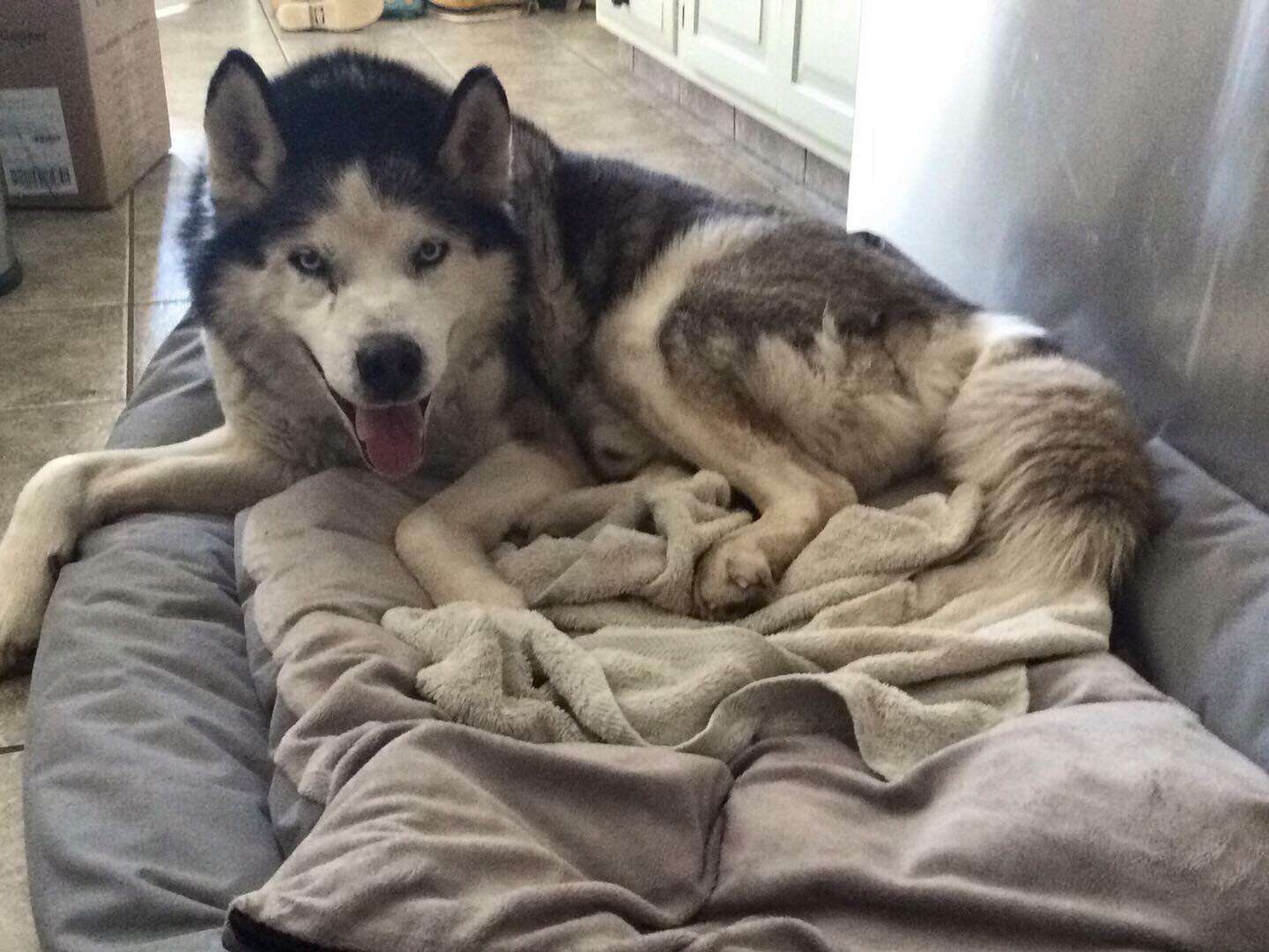 Husky smiling while lying on dog bed