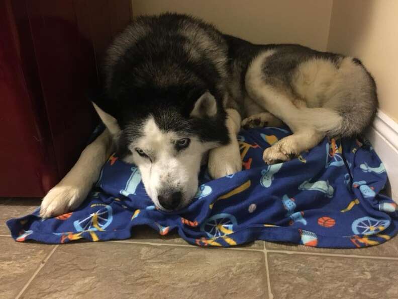 Husky dog hiding in the corner of a laundry room