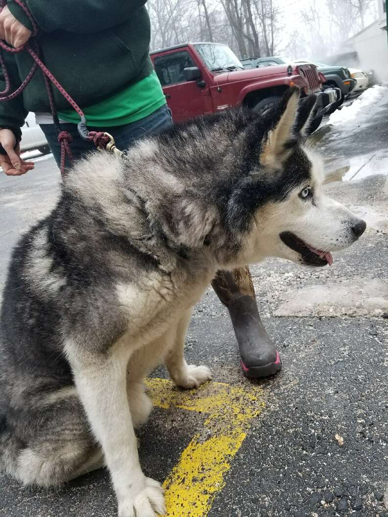 Rescued husky on leash
