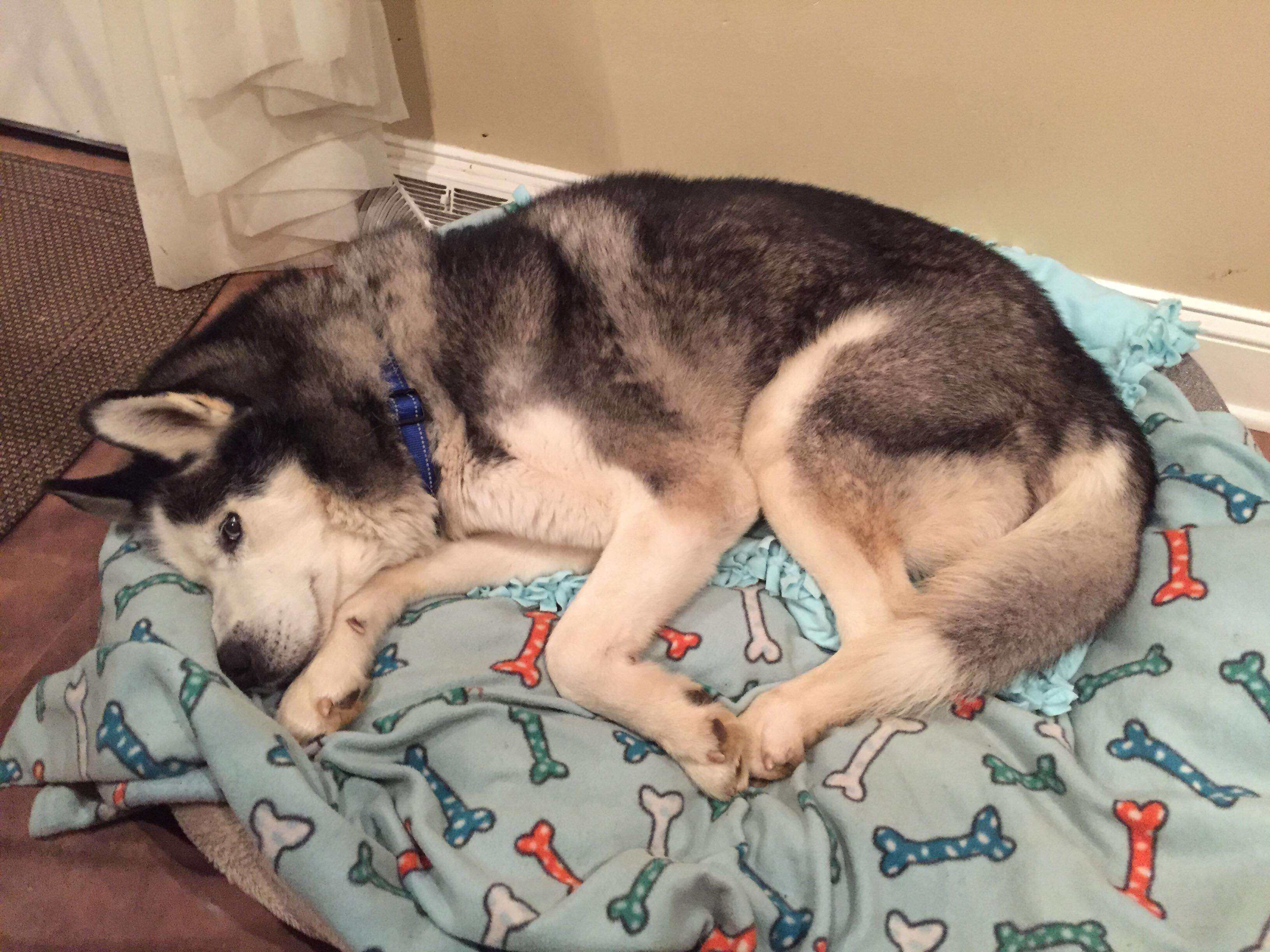 Husky dog sleeping in bed