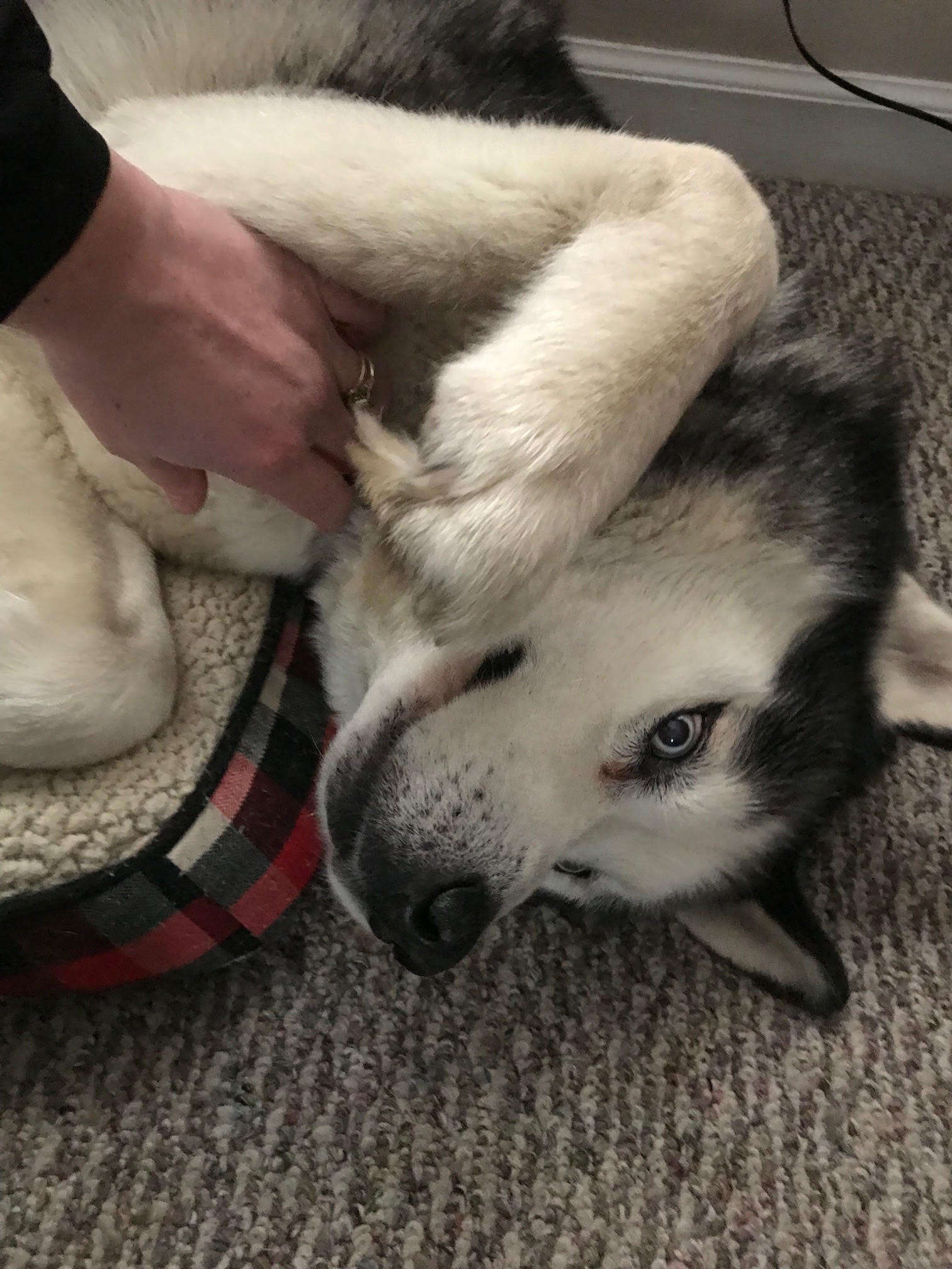 Husky dog getting a belly rub