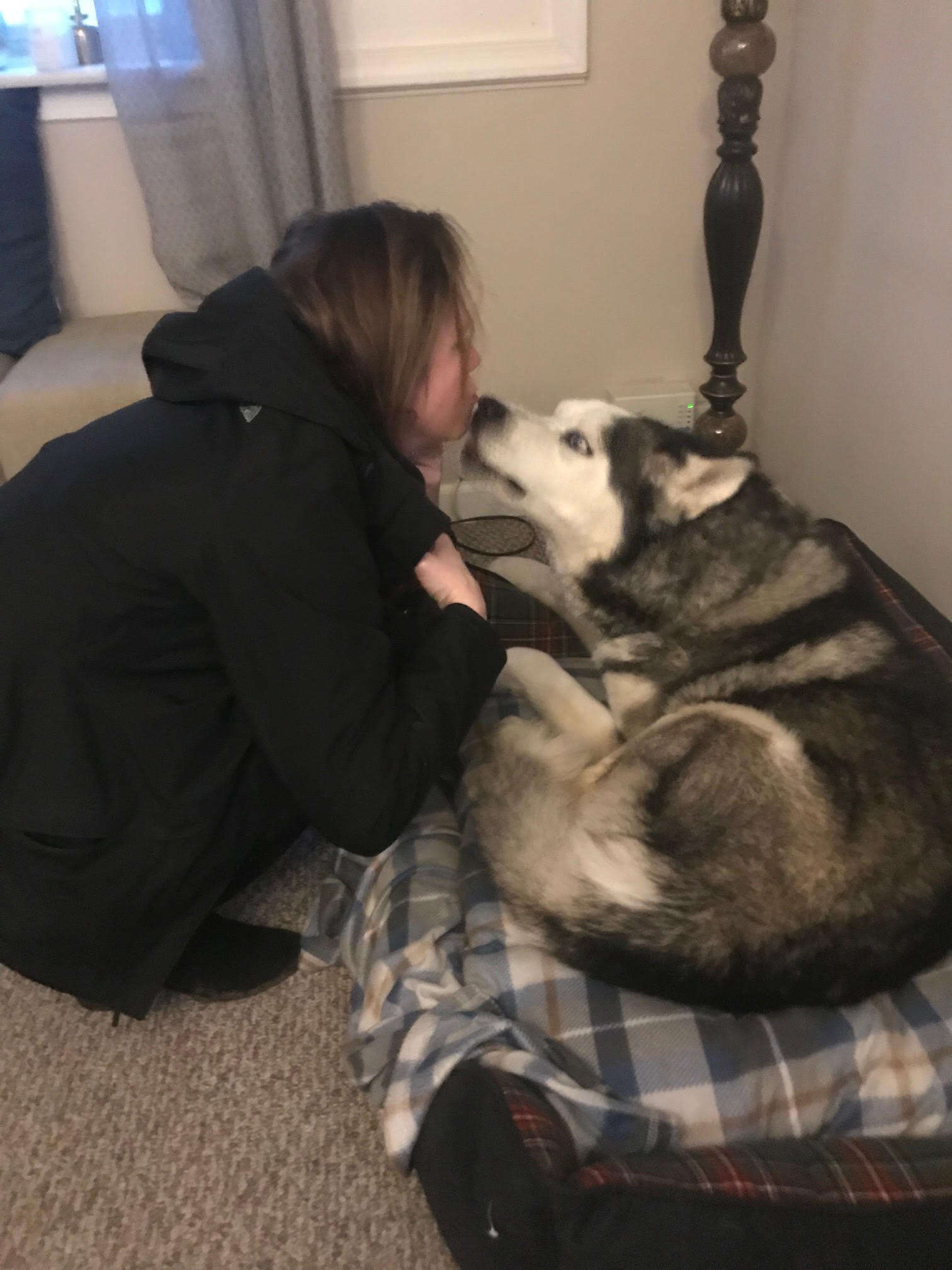 Husky kissing woman