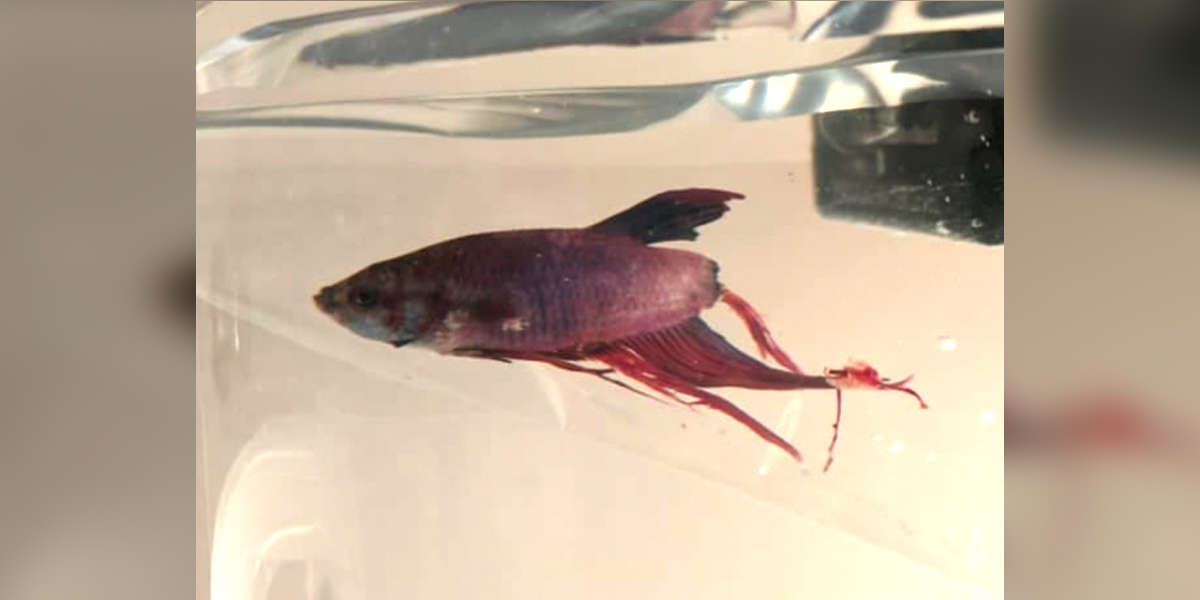 Dying Betta Fish Rescued From Walmart Makes A Stunning Transformation