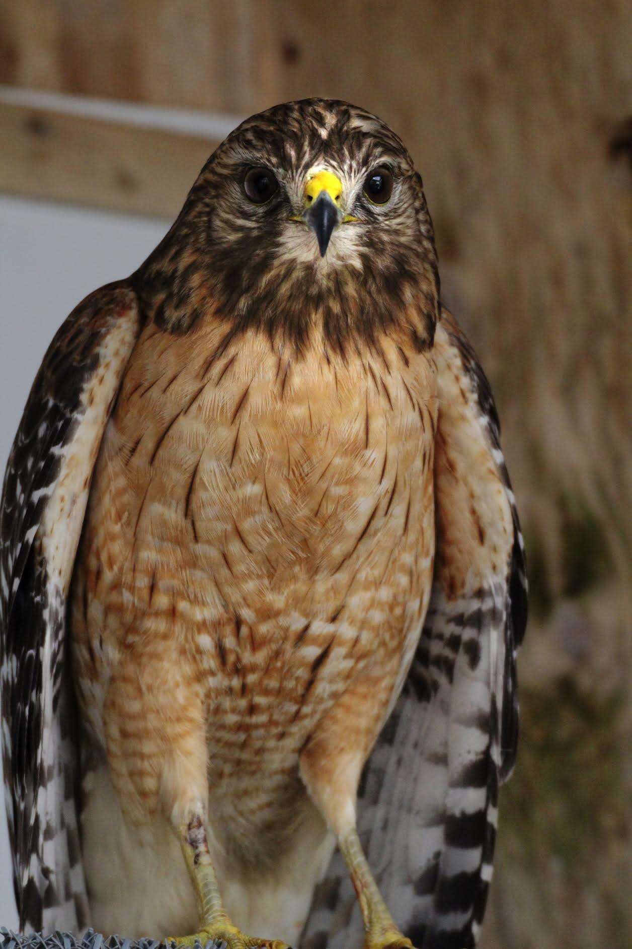 rescue hawk lamp kentucky