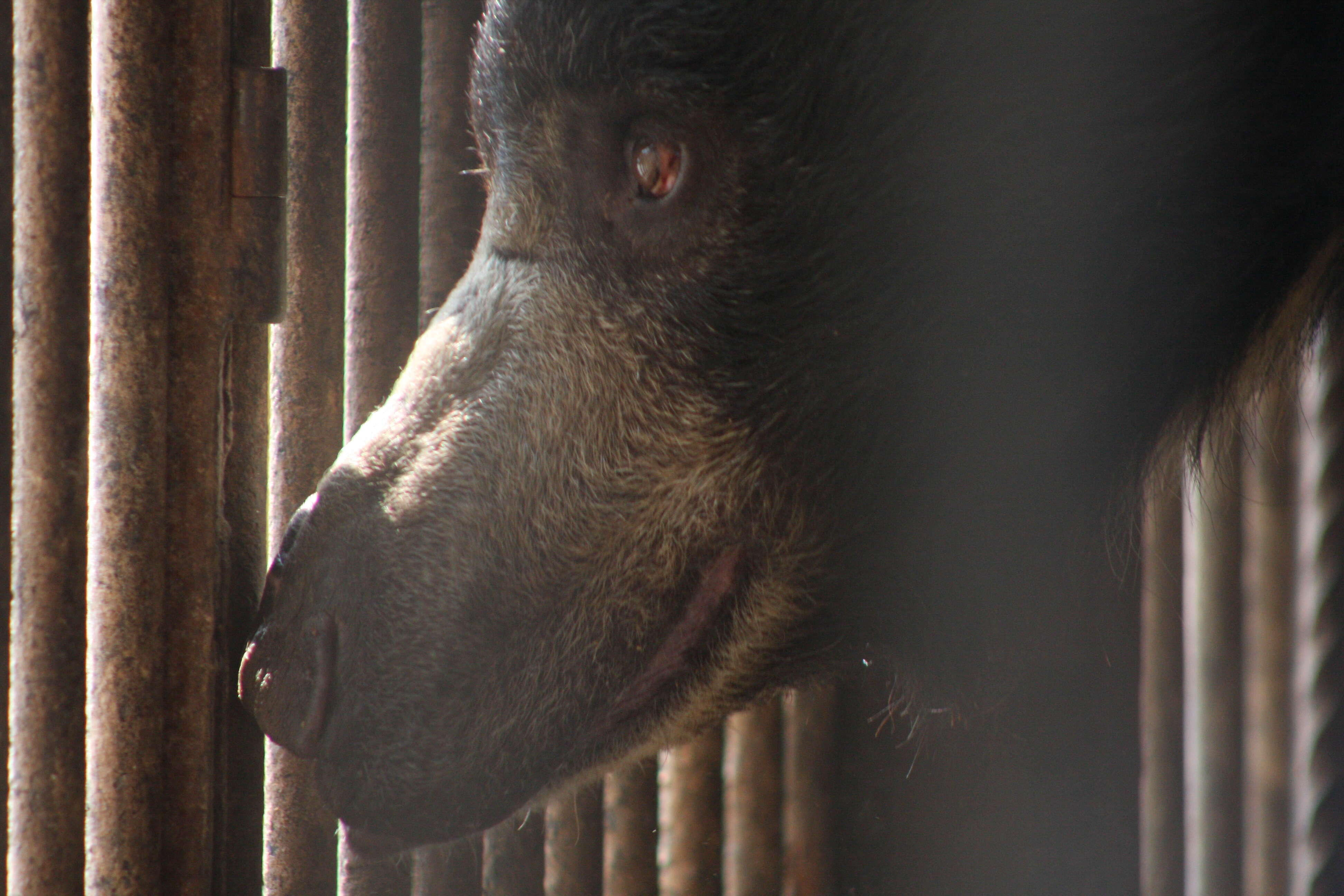 Bear peering through bars of zoo enclosure