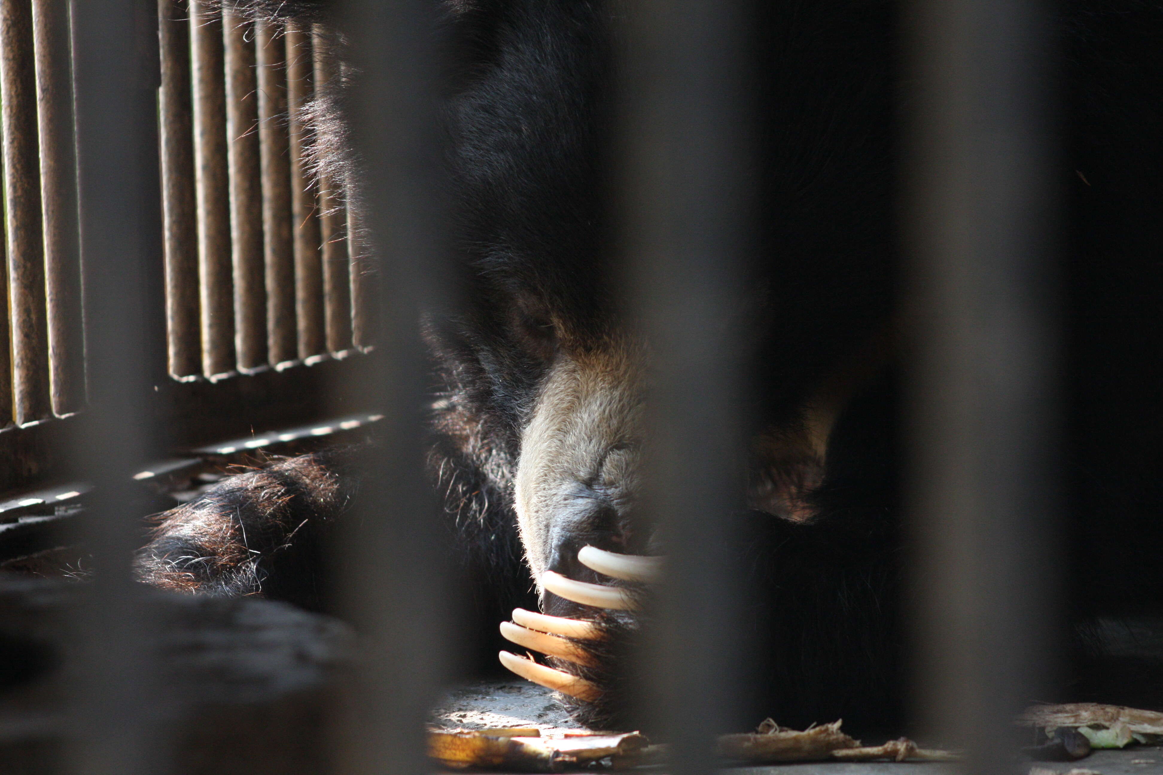 Sloth bear locked up in zoo cage