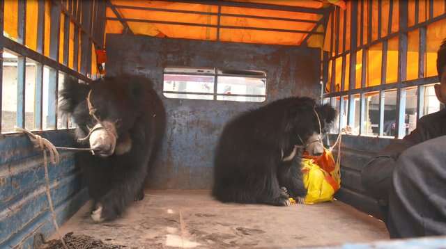 Sloth bears in the back of a truck