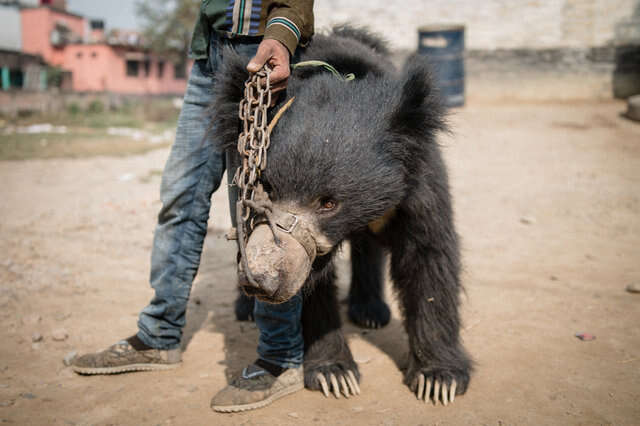 Man holding chain tether to dancing bear