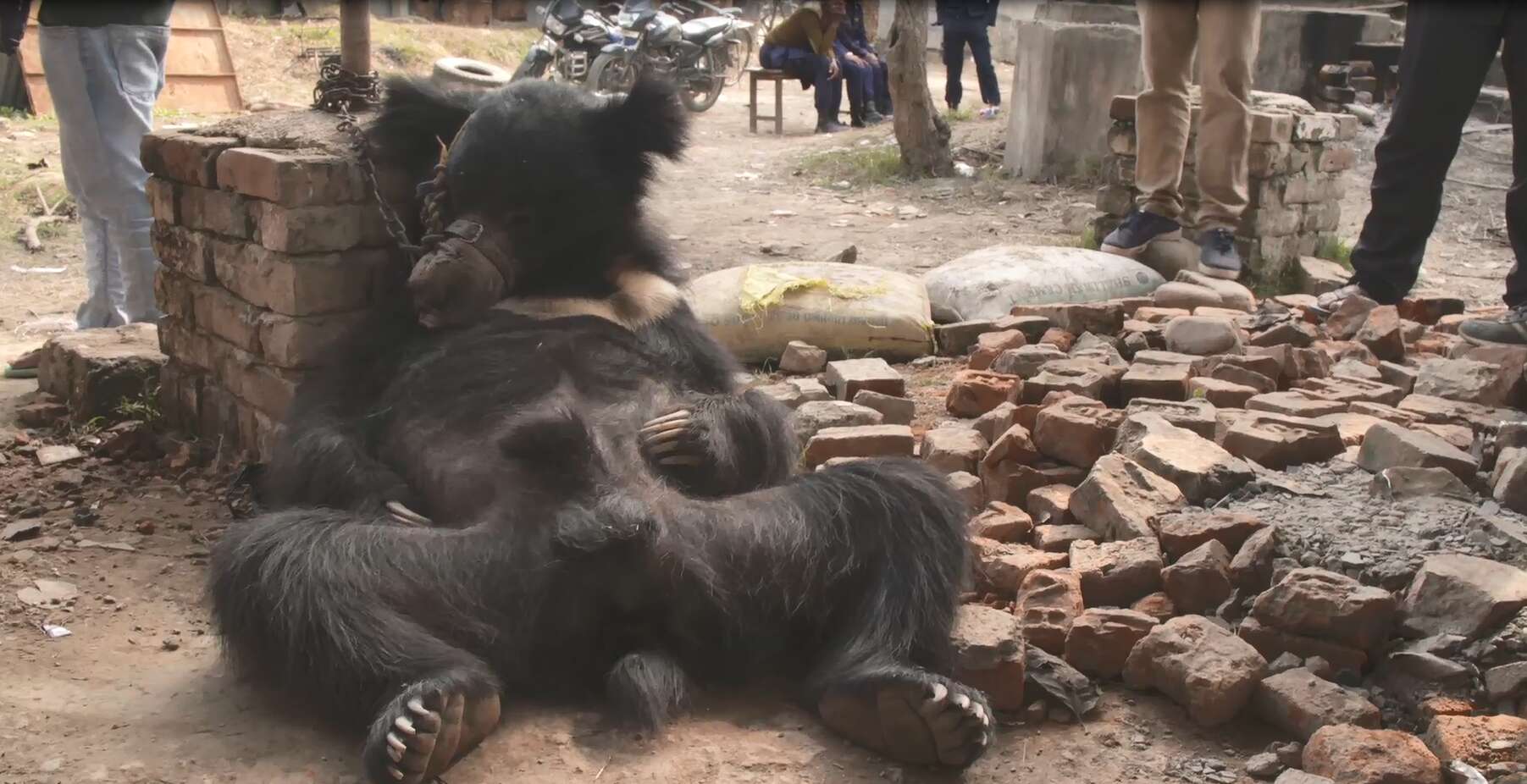 Sloth bear chained up outside