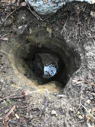 Skunk stuck in hole in ground