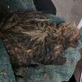 Rescued skunk caked in mud