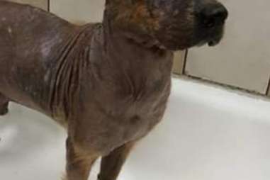 Hairless 2025 chow chow