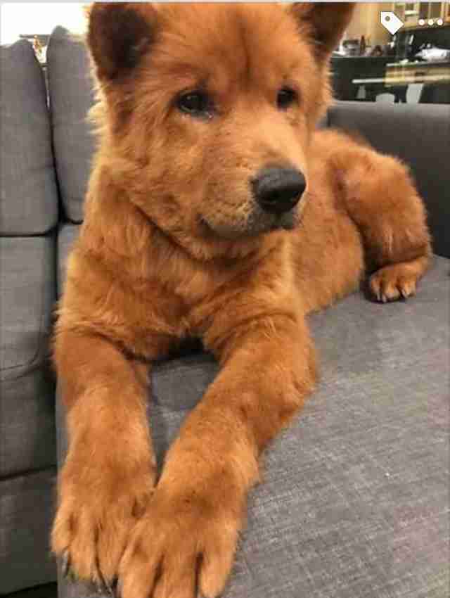 Hairless Chow Saved From Streets Of Tijuana Is So Fluffy