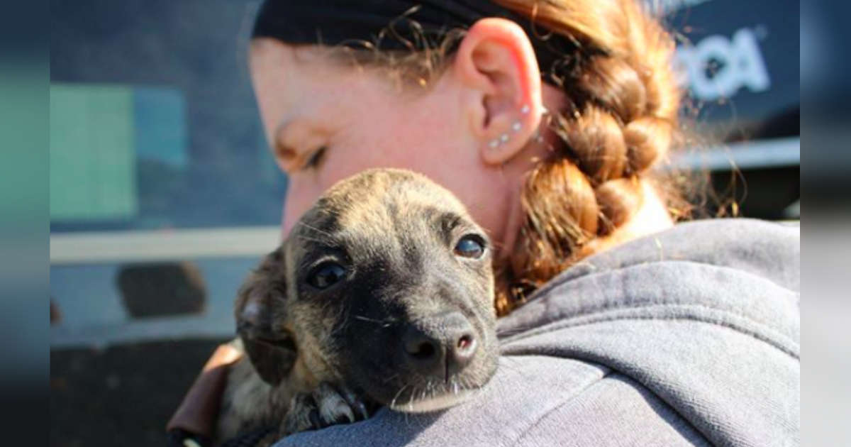 kellys kennels rehoming