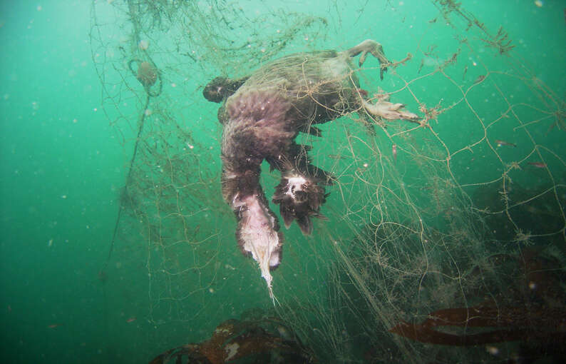 Dead sea animals caught in fishing net