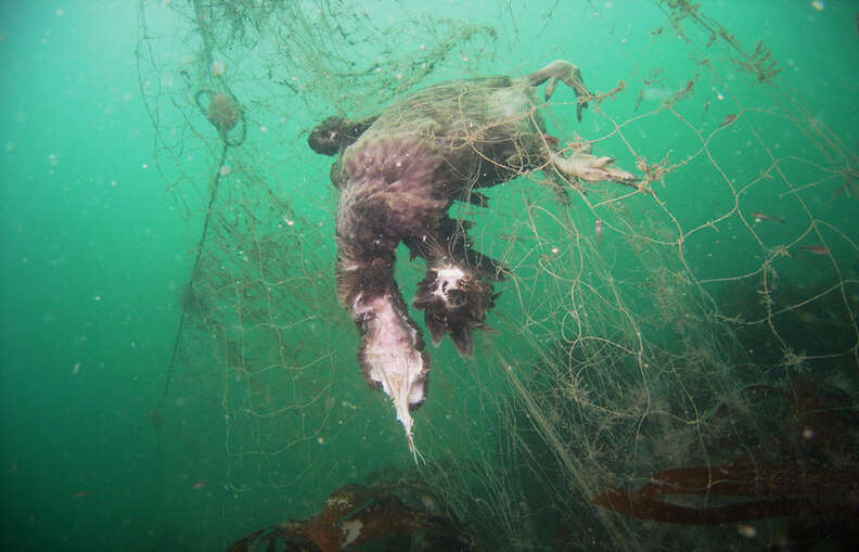 These nets save fish