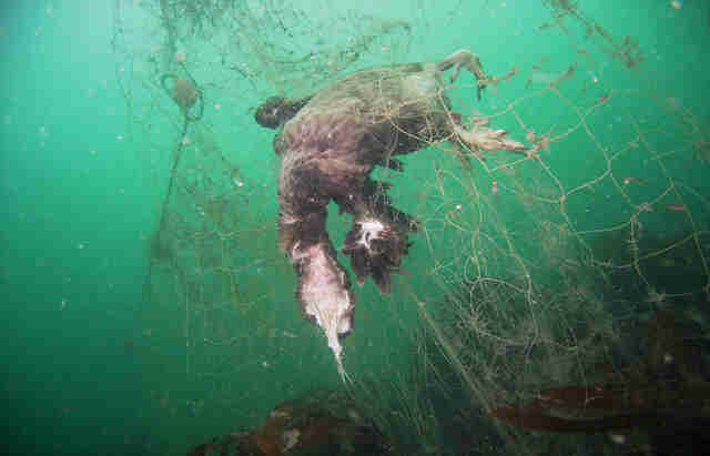 20 Heartbreaking Photos That Show The Horrifying Consequences Of Planet