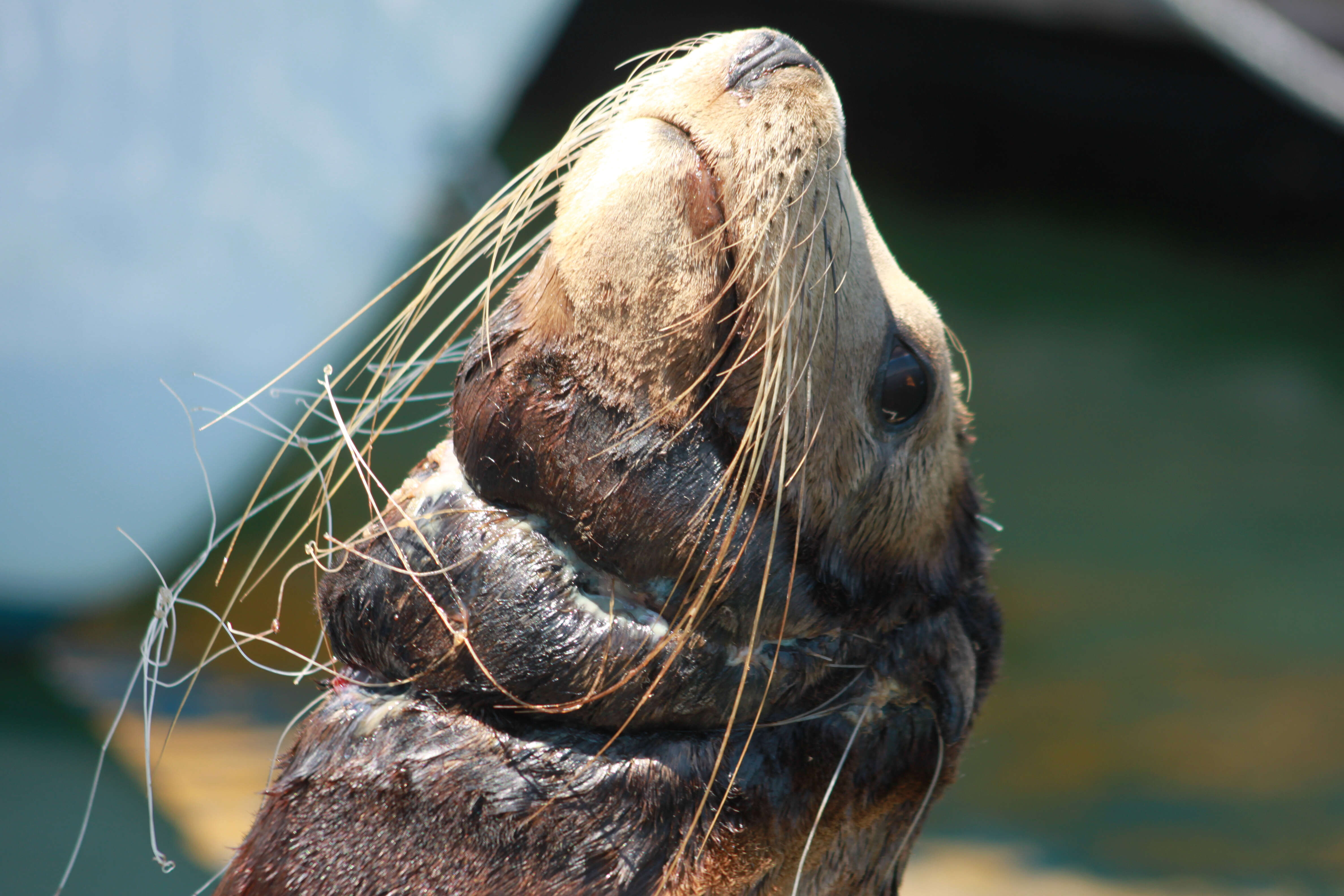 Sea lion caught in fishing net