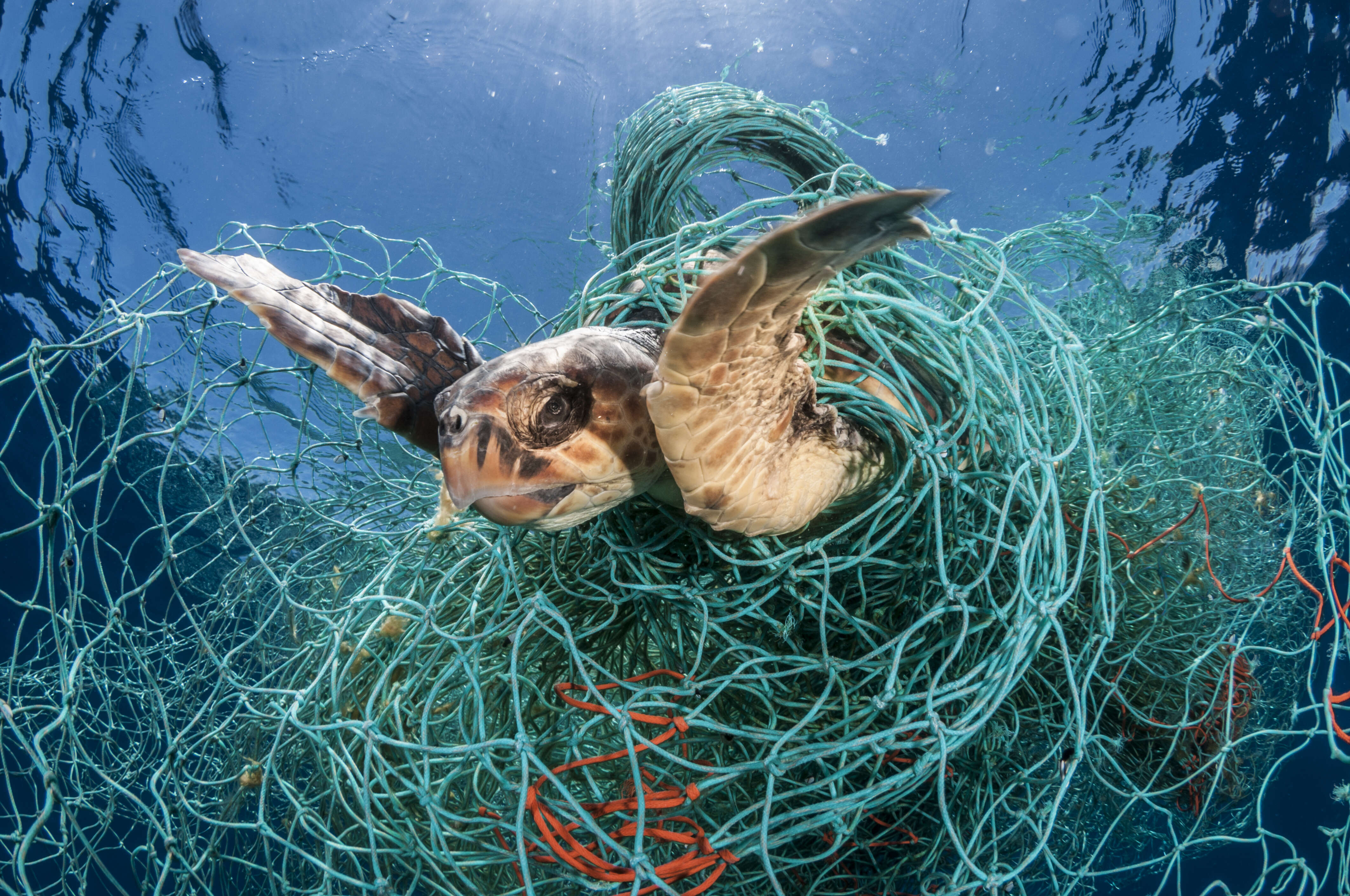 Turtle caught in a ghost net