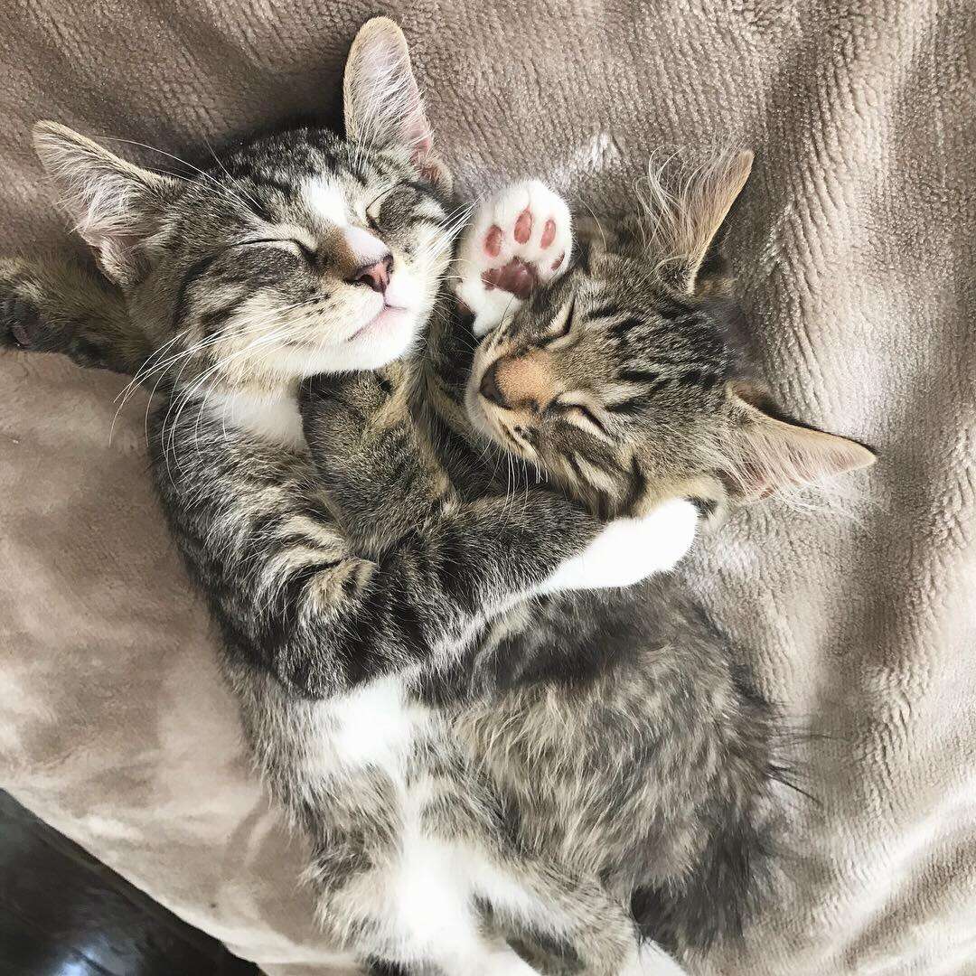 Kitten Brothers Wouldn't Stop Cuddling Until They Got Adopted Together ...