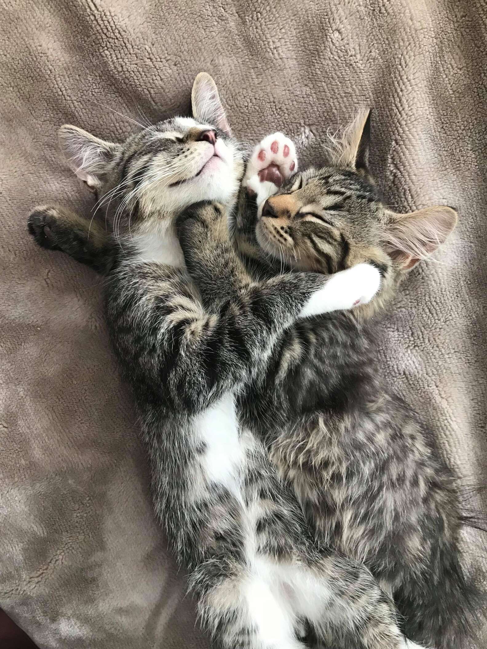 Kitten Brothers Wouldn't Stop Cuddling Until They Got Adopted Together ...