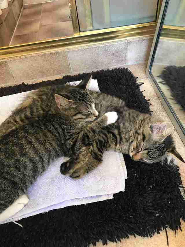 Kitten Brothers Wouldn T Stop Cuddling Until They Got Adopted Together The Dodo