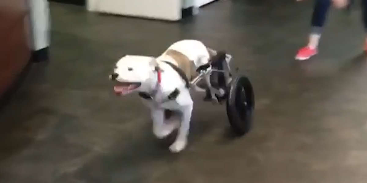 Dog Is So Excited She Can Finally Run Again - Videos - The Dodo