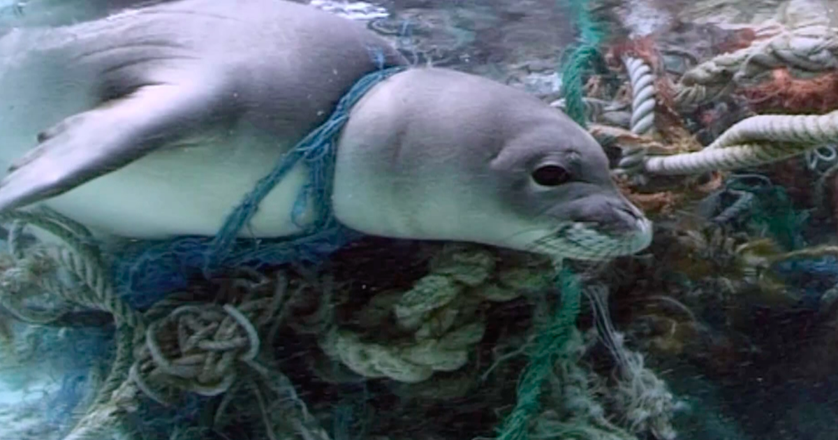 Ghost Fishing Nets Are Killing Thousands Of Marine Animals Each