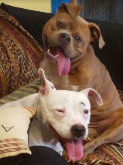 rescue dogs texas special needs