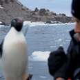 Penguin Dashes Onto Researcher’s Boat