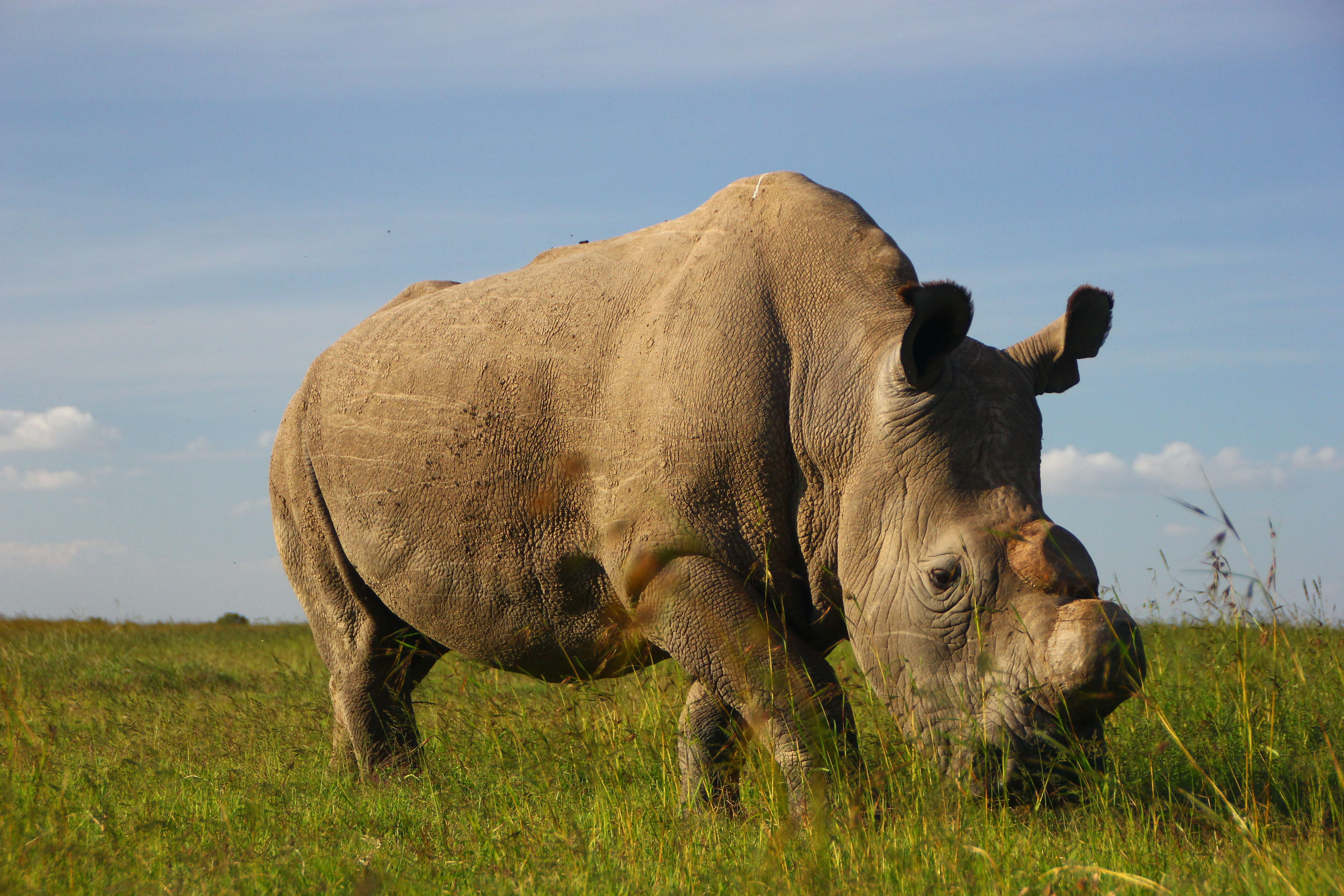 Sudan the last northern white rhino just died
