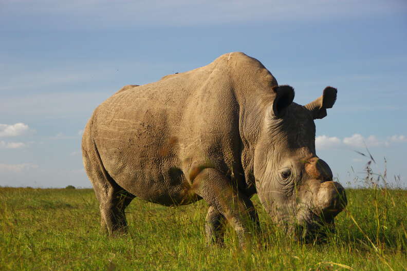 Sudan the last northern white rhino just died