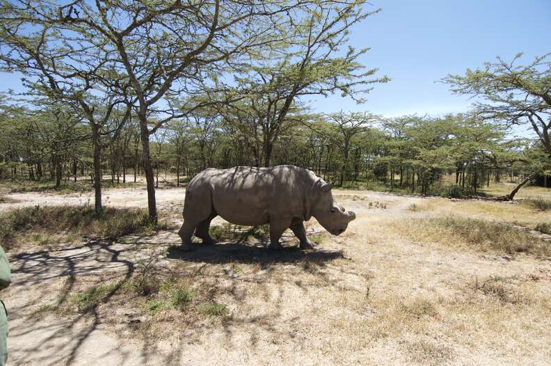 Sudan the last male northern white rhino dies