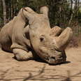 Last Northern White Rhino Sudan dies