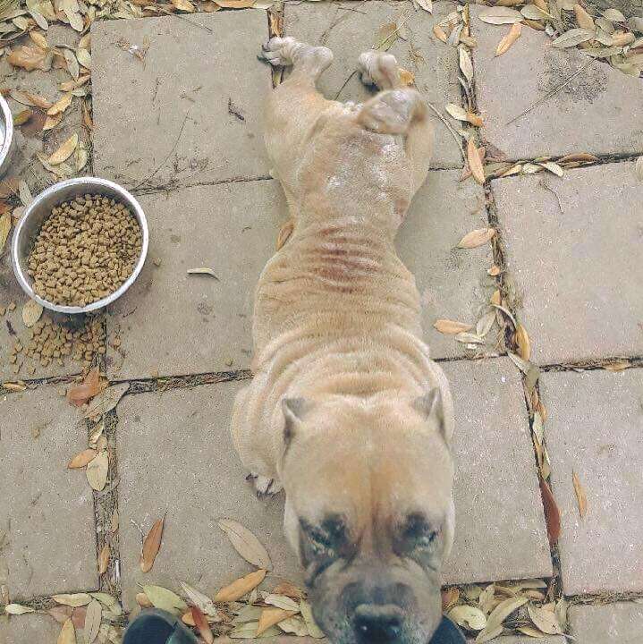 Malnourished dog standing on sidewalk