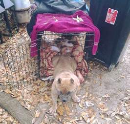 Skinny, abandoned dog in kennel