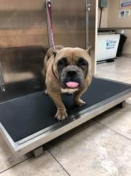Dog being weighed on a scale