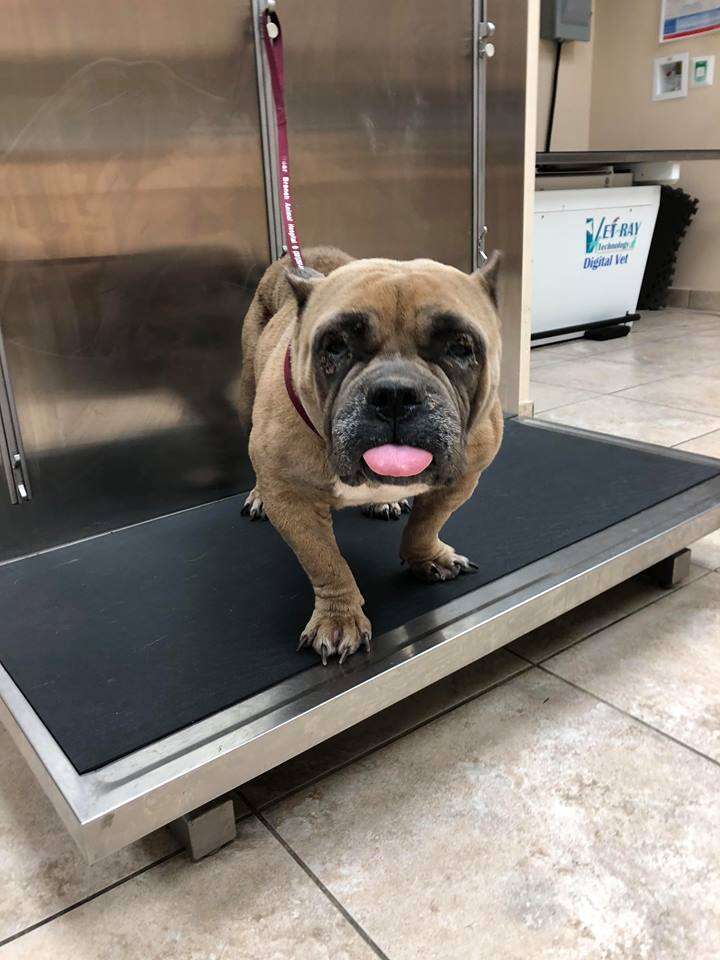 Dog being weighed on a scale
