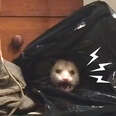 Woman Finds The Most Adorable Thing Hiding In Her Closet 