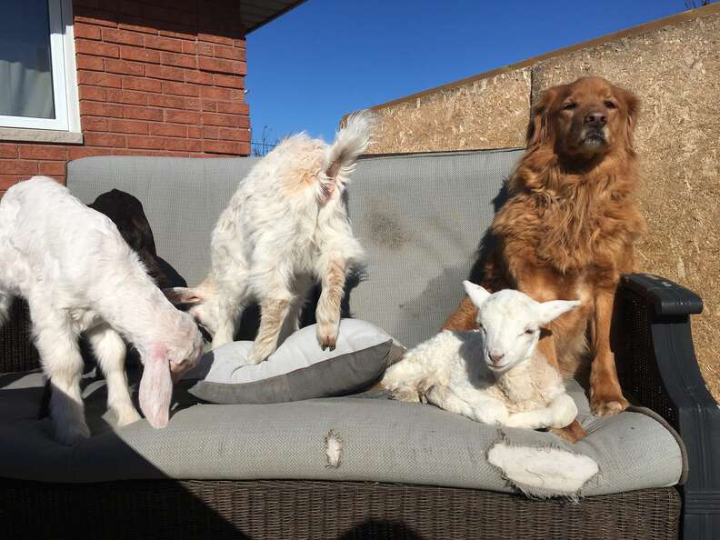 Rescue goats and lamb with retriever at Ontario sanctuary