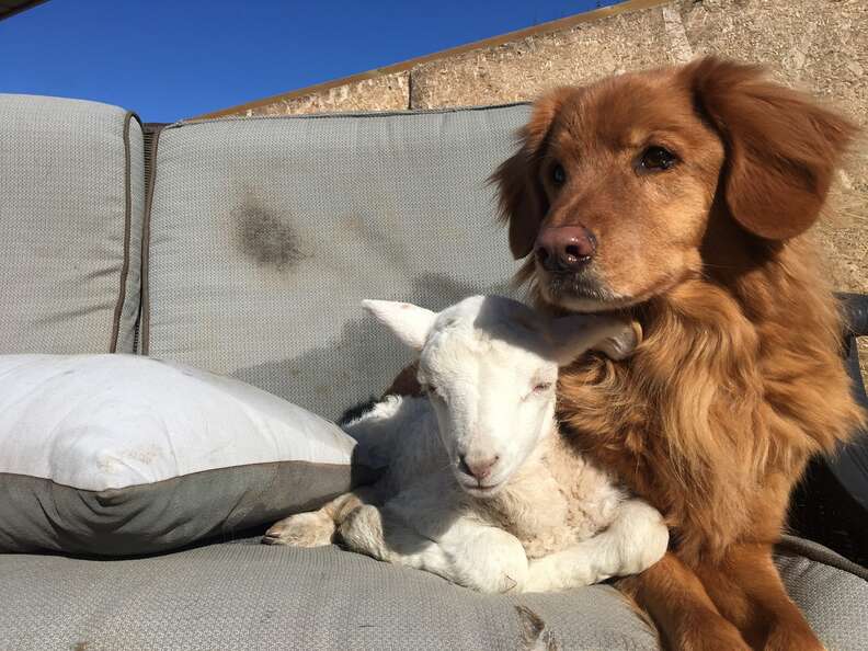 Rescue lamb and dog BFF