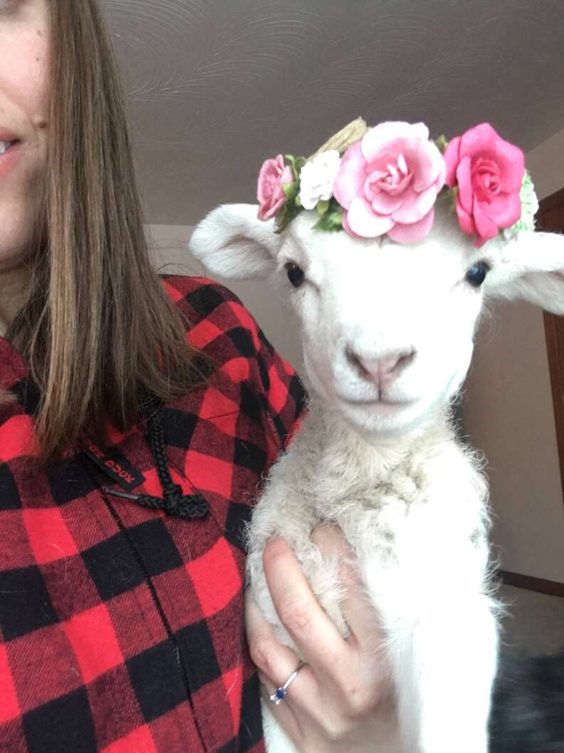 Baby lamb rescued from Ontario farm