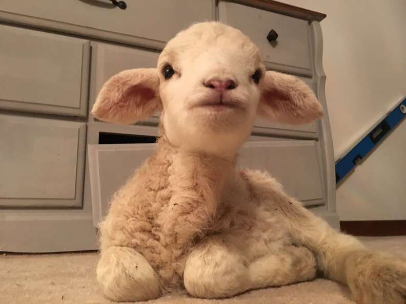 Baby lamb runt saved by Ontario sanctuary