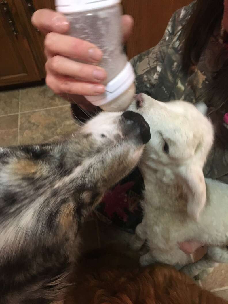 Lamb bottle feeding with Australian shepherd