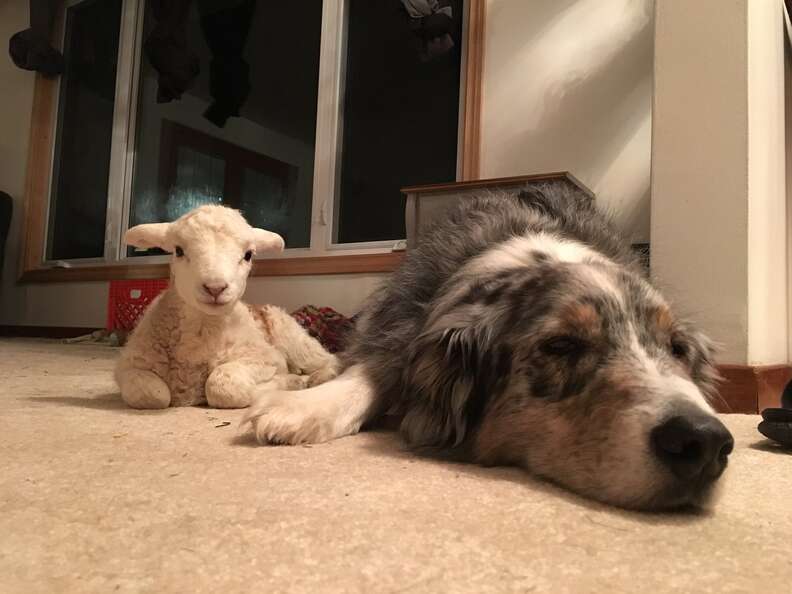 Rescue lamb with Australian shepherd at Ontario sanctuary