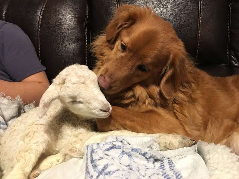 Retriever kissing rescued lamb