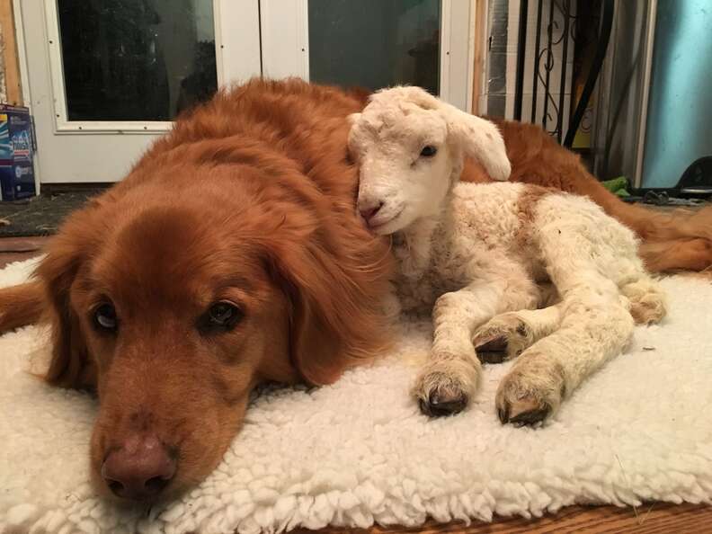 Golden retriever and lamb BFFs