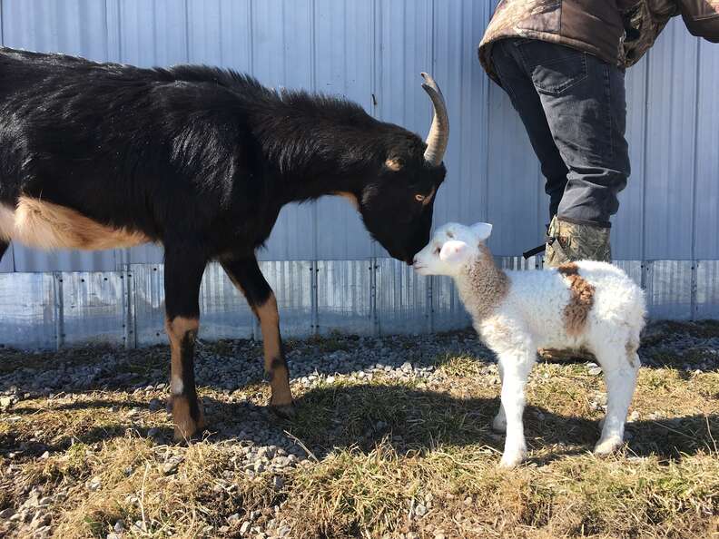 Baby lamb meeting goat at Ontario sanctuary