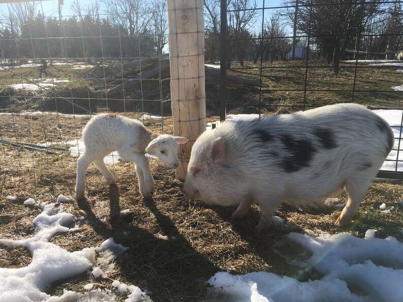 Rescued lamb meeting pig at Ontario sanctuary