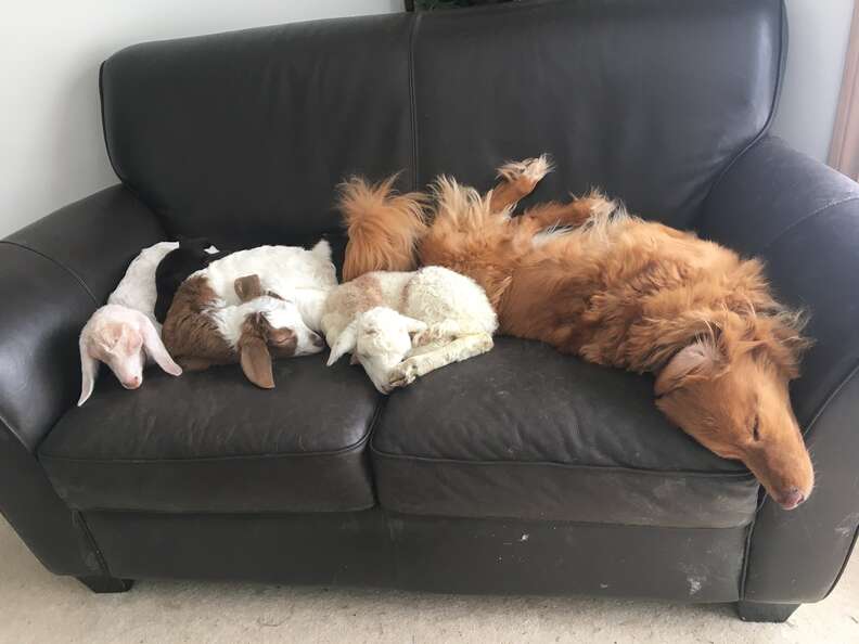 Rescue goats and lamb with golden retriever at sanctuary